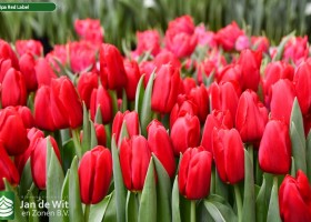 Tulipa Red Label ® (3)